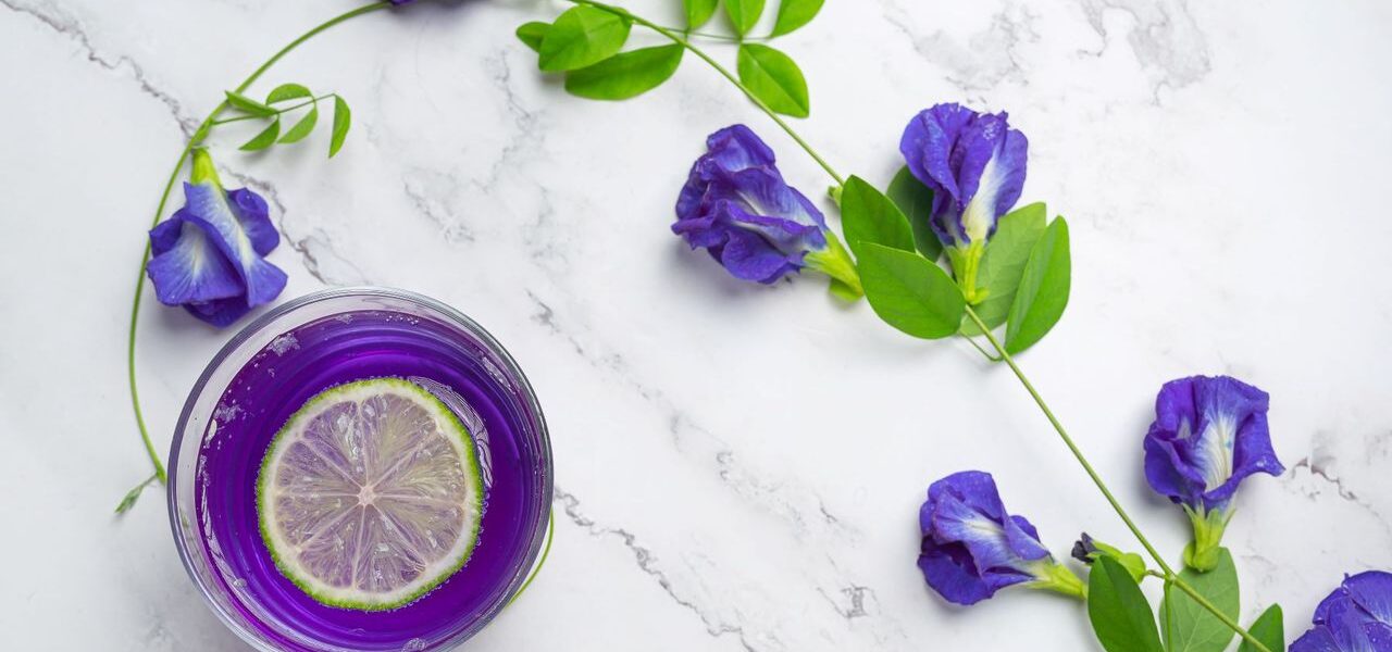 Bunga telang dengan kelopak biru cerah, memikat mata dan menawarkan berbagai manfaat kesehatan, sering digunakan dalam teh herbal dan pewarna alami