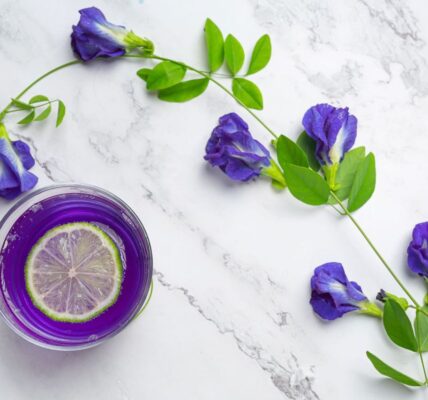 Bunga telang dengan kelopak biru cerah, memikat mata dan menawarkan berbagai manfaat kesehatan, sering digunakan dalam teh herbal dan pewarna alami